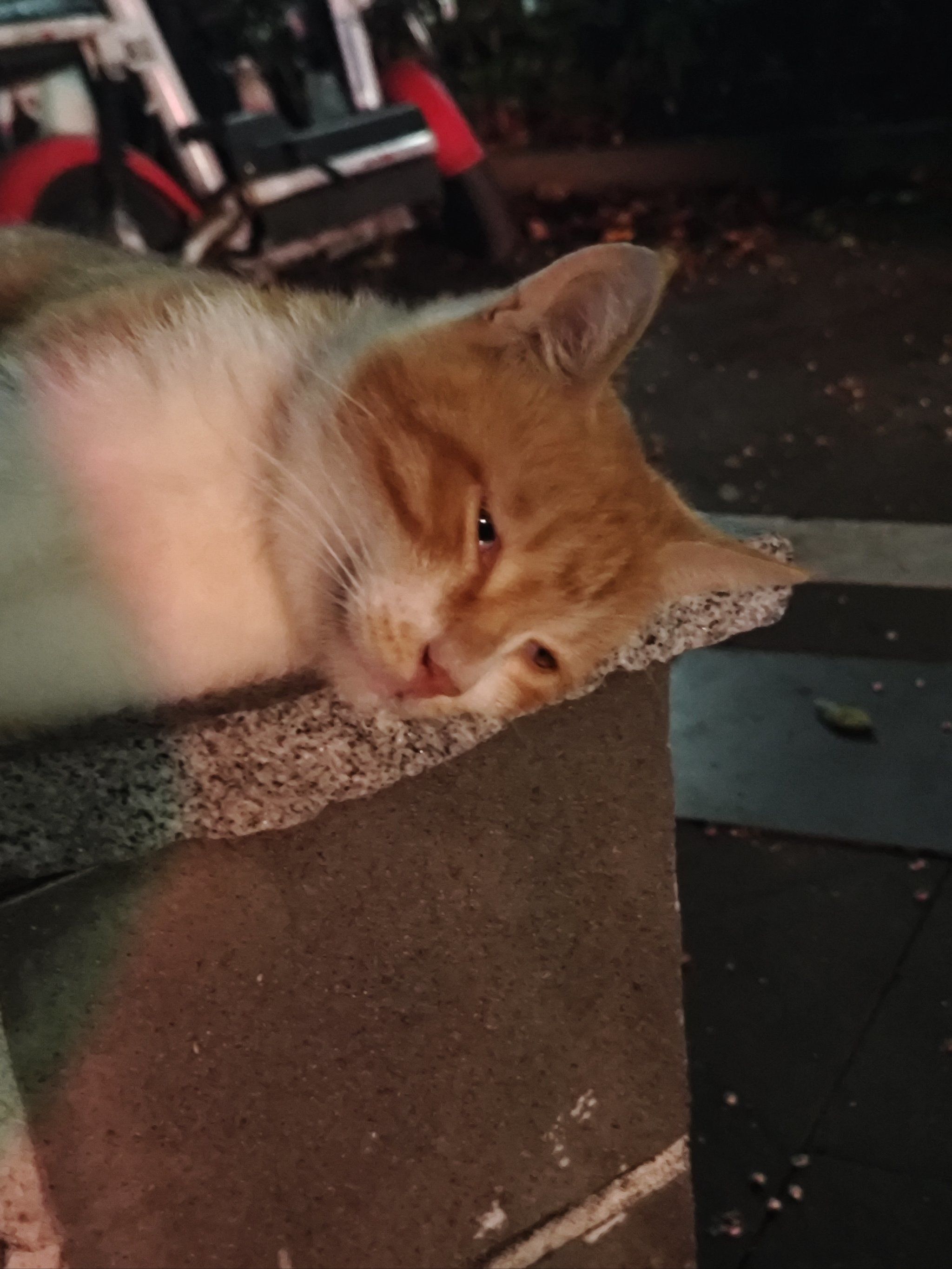 忧郁猫学长