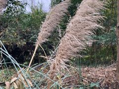 -贵阳市花溪国家城市湿地公园