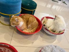 -平行世界·猫咖(首经贸店)