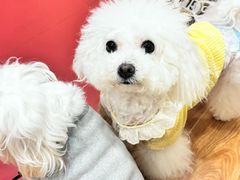 -和它·交个朋友·狗咖猫咖(爱琴海店)