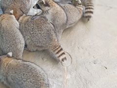 -杭州野生动物世界