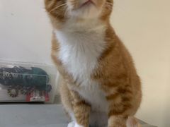 -伟伟宠物医院·CT影像中心·瑞派犬猫综合性门诊(汉口总院)