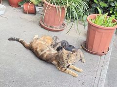 -爱妮康宠物医院·干细胞免疫细胞·肿瘤·心脏(张江店)