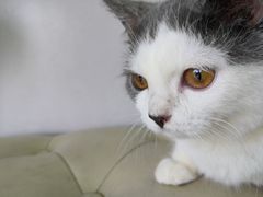 -瑞派动物医院·绝育·犬猫全科·预防医学(光景江南中店)