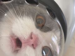 -菲丽丝宠物医院·24小时·猫科中心·免疫点(淮海分院)