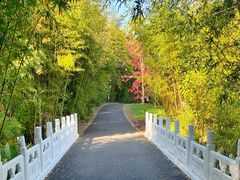 -东平国家森林公园