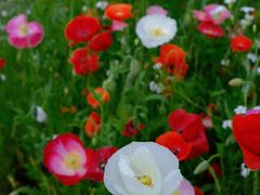 -春花秋色城市公园