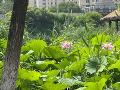 -前关湿地公园
