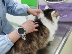 -汪喵宠物医院·骨科心脏影像·犬猫急重症ICU诊疗中心(成华分院)