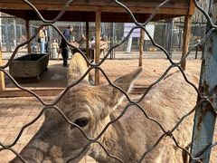 -长白岛森林公园