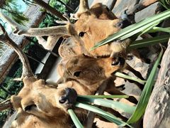 -海南热带野生动植物园