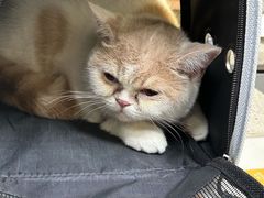 -动物缘宠物医院·骨科·猫科(西二环店)