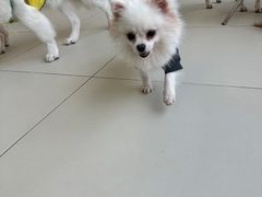 -怪兽屋·羊驼·猫咖·狗咖(俊华广场店)