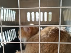 -艾贝尔宠物医院 ·中兽医·宠保定点(北门桥店)