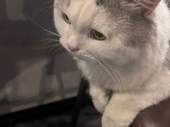 -Mr.Fox狐狸先生超级密室(南山店)