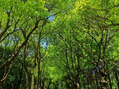 -黄兴公园