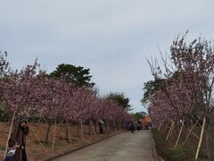 -天适樱花悠乐园