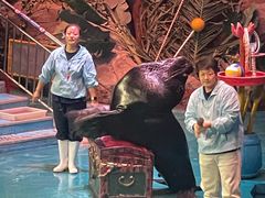 -烟台海昌鲸鲨海洋公园