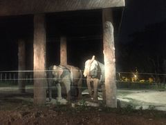 -清迈夜间动物园