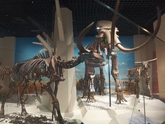 -国家自然博物馆