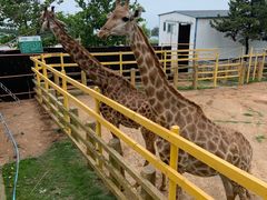 -西霞口神雕山野生动物世界