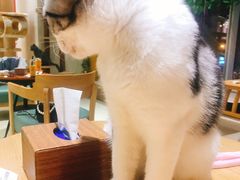 -藏猫猫咖啡主题馆(中央大道店)