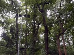 -九曜山