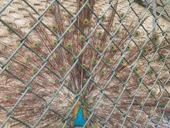 -北京鹿世界主题园