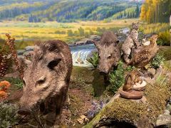 -陕西自然博物馆