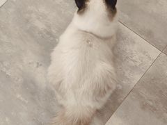 -楼上猫咖(罗湖店)