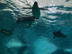 -珠海长隆海洋王国