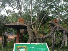 -深圳野生动物园