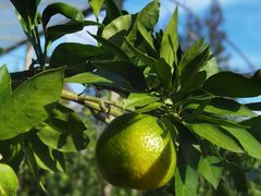 -前小桔亲子创意农场·草莓采摘·露营烧烤