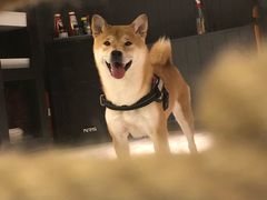 -百好乐宠物友好餐厅(朝外大街店)