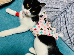 -纳吉亚猫专科动物诊疗中心(蒋宅口分院)
