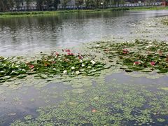 -长春市南湖公园