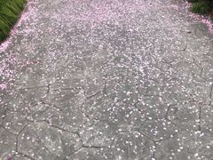 -高东镇樱花园
