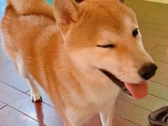 -喜柴咖啡·柴犬狗咖
