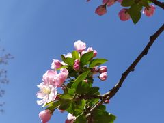 -海棠花溪(元大都城垣遗址公园)