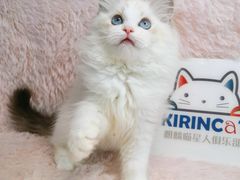 -十年猫舍·猫咪专门店(普陀店)