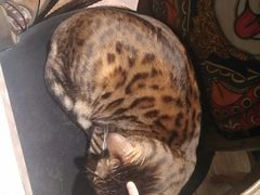 -more than meow吴止猫主题餐厅(承德 中船汇店)