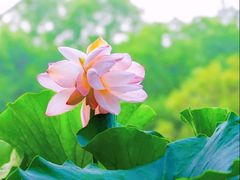-上海共青森林公园