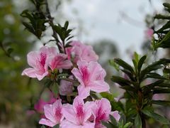 -狮子山郊野公园