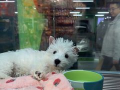 -FAELING PETS美天灵宠物(合生汇店)