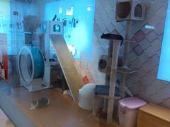 -猫冇咖·家门口的撸猫馆(大融城店)