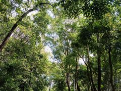 -火炉山森林公园