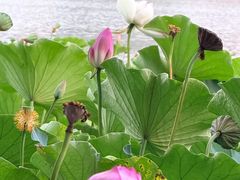 -莲花池公园