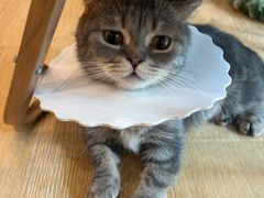 -猫咪派对(江南西店)