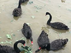 -漩门湾国家湿地公园