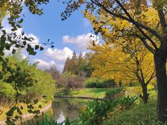 -上海共青森林公园